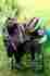 4984 Prorider Western Cordura Trail Barrel Pleasure Horse Saddle Bridle Tack Lime Green