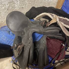 445678899 Arabian Saddle Winced