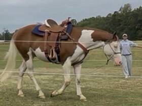 950-k Billy Cook 950 K Pleasure/trail Saddle 15.5 In Brown Leather