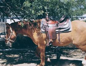 28301607129309 Circle Y Used Saddle 16 Inch Seat
