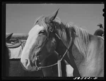 Birney Montana 1941 Horse In Corral Quarter Circle Ranch Cowboy Saddle. Fixed Price $13.49.
