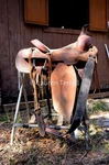 Ammerman Roping Saddle. Fixed Price $500.00.