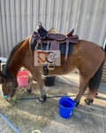 Double Seat Western Horse Saddle 10 Inch Front 15 Back All Sizes. Fixed Price $697.95.