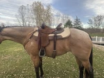 Double J Pozzi Pro Racer Used 14.5 Inch Barrel Racing Saddle. Fixed Price $1450.00.