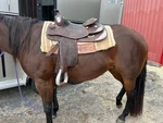 15 Jim Taylor Reining Work/show Saddle. Brown, Sterling Silver Accents.. Fixed Price $3000.00.