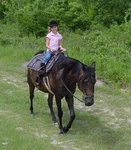 New Showman Little Rider Youth Buddy Stirrups Over The Horn For Western Saddle. Fixed Price $28.74.