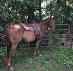 John M. Fallis Genuine Balanced Ride Western Saddle 15IN. Fixed Price $2000.00.
