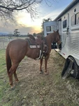 14 Inch Shiloh Legend Barrel Saddle 7 Gullet. Fixed Price $1950.00.