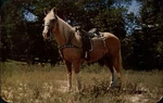 Palomino Horse Postcard Western Saddle 1960 Harness Colorado. Fixed Price $6.49.