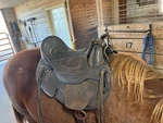 Leather Barefoot Treeless Saddle 16" Dark Brown Fleece Lining. Fixed Price $800.00.