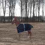Tuffrider 1200D Ripstop Foal Adjustable Turnout Blanket 220GSM Fill. Fixed Price $45.99.
