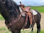 15 Cactus Barrel Saddle - New. Fixed Price $700.00.