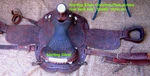 Circle Y 16 Equitation Western Show Saddle/sterling Silver Embellish.-hand Made. Fixed Price $1875.95.