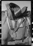 Big Horn County Montana Quarter Circle Ranch 1939 Saddle Cinch Rope Corral. Fixed Price $13.49.